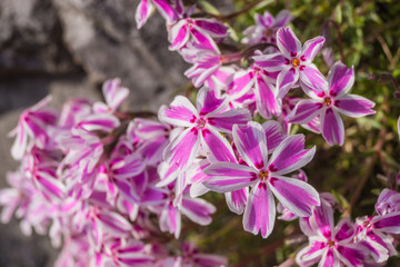 Fototapeta premium Flammenblume, Phlox