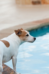 Jack russell terrier dog in swimming pool.