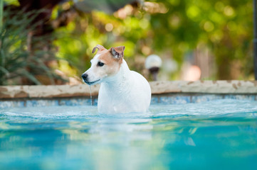 Jack russell terrier dog in swimming pool with water pouring fro