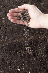 hand sowing seeds on ground soil
