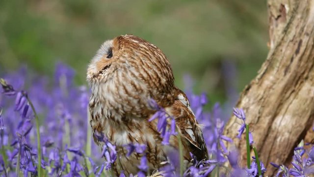 Tawny Owl (Strix aluco) Sitting in Bluebells