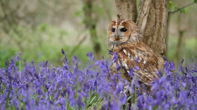 Tawny Owl (Strix aluco) Sitting in Bluebells