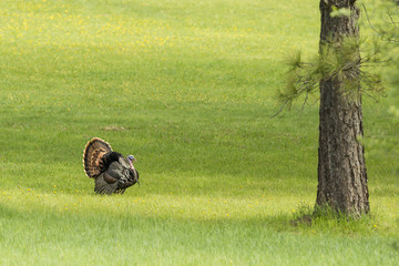 Tom turkey struts around.