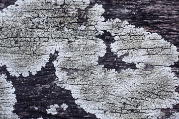 lichen on wooden panel