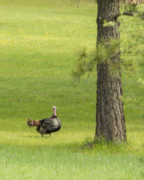 Sideview of a big turkey.