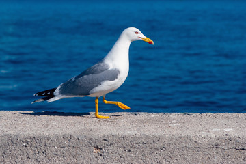 Fototapeta na wymiar Promenade de l'oiseau sur le bord de mer
