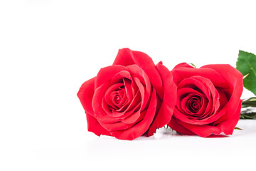 red roses on a white background