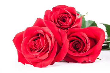 red roses on a white background