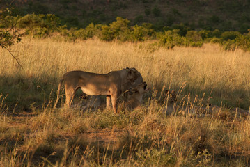 Lionesses in a grassland in Pilanesberg national park in South Africa