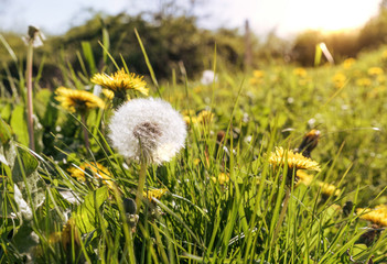 dandelions and blue sky