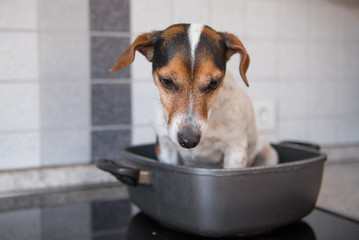 Hund in der Pfanne - Jack Russell Terrier