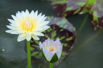 Lotus Flower