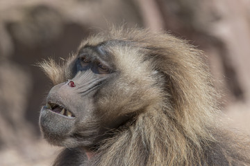 Portrait of african baboon in the open resort, Magdeburg, German