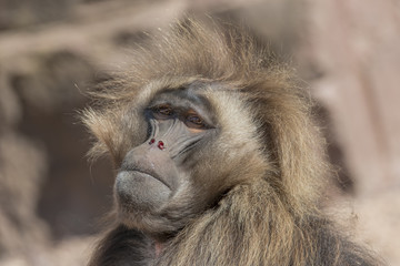 Portrait of african baboon in the open resort, Magdeburg, German
