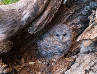 Bébé chouette hulotte