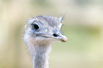 Greater Rhea portrait