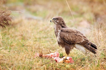 Obraz premium common buzzard in grass