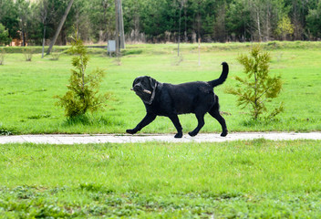 Big black smart dog walking and fetching stick