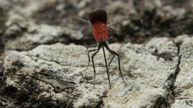4K Braconid Wasp (Atanycolus sp) - Female Ovipositing 1