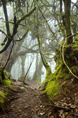Beautiful nature, mossy forest at Cameron Highland, Malaysia.