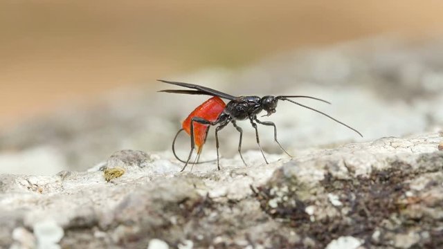 4K Braconid Wasp (Atanycolus sp) - Female Ovipositing 3
