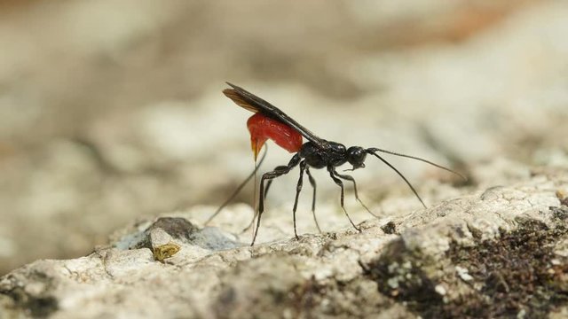 4K Braconid Wasp (Atanycolus sp) - Female Ovipositing 4