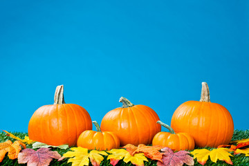 Naklejka na ściany i meble view of halloween pumpkins arranged with autumn leaves.