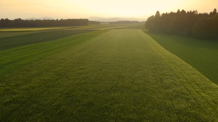 Slow descent, flight forward, camera face front, over green wheat field how swings in the wind. Shot taken late afternoon, spring time with sunset.
