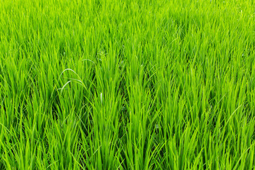 Green rice field.