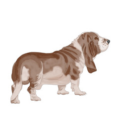 basset hound, dog, one, white background, isolated, worth