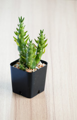 Cactus in pots on wooden floor.
