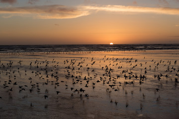 Bird frenzy at a west coast beach