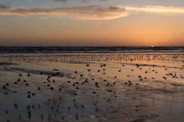 Bird frenzy at a west coast beach