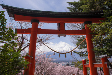 Mt.fuji with cherry blossom and yellow grass in a cloudy day. A landscape in Japan with its remarkable mountain.