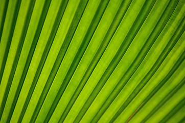Obraz premium Green leaf background texture