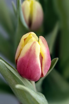 Closeup of a red and yellow tulip in spring green background