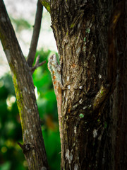 Obraz premium The Lizard