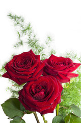Three red roses and the asparagus branch/Close-up of three red roses and branches of asparagus on a white background