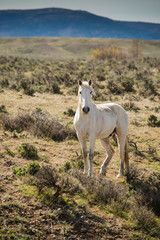 Wild white horse running free in sage brush prairie of Colorado