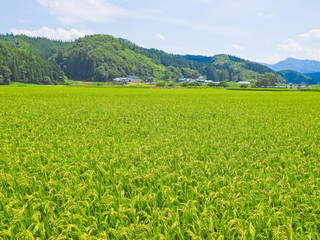 夏の田園