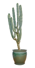 cactus in pot isolated on white background