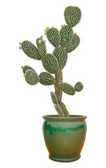 Cactus in pot