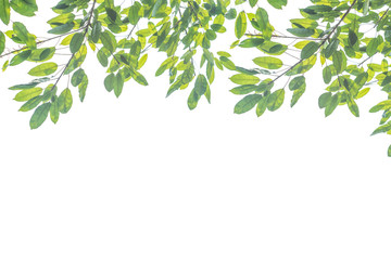 decorated branches background which is good to use for doing graphic design.