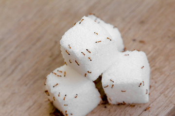 Closeup cube sugars with ants 