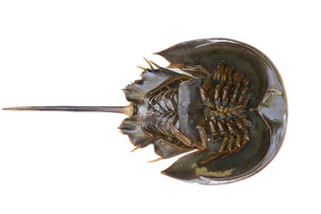 Hourseshoe crab © ztony1971