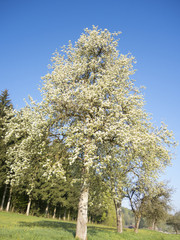 Obraz premium flowering plant