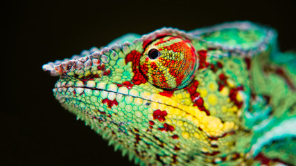 Detail of a chameleon. © isaac74