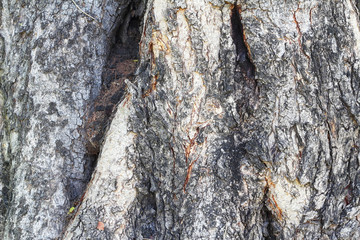 Tree bark texture