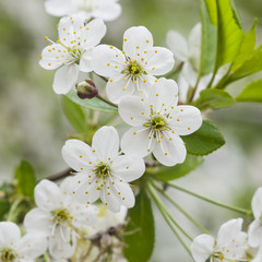 Obraz premium Blossom of cherry tree with bokeh background close-up, selective focus, shallow DOF