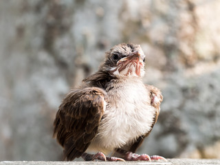 Young cute streak-eared bulbul bird stand on blurred grey background. Streak-eared Bulbul baby who...